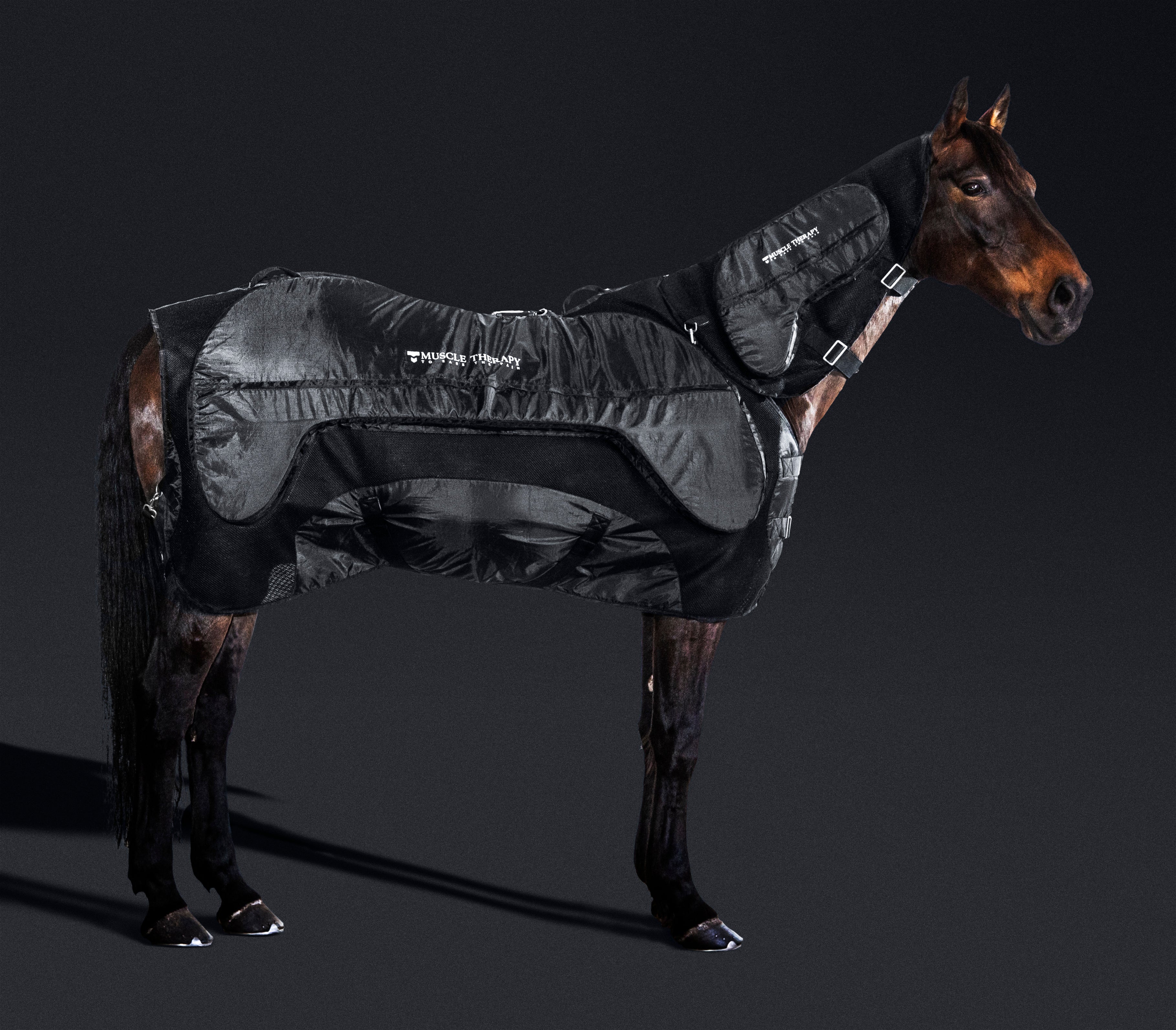 Muscle Therapy Equine